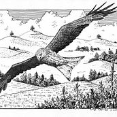 Red Kite over the Hirzel hills. Un progetto di Disegno artistico, Disegno, Illustrazione con inchiostro, Illustrazione naturalistica, Sketchbook e Bozzetti di jutta_loeffler - 12.04.2025