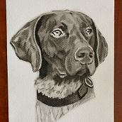 Pet Portrait in Charcoal. Traditional illustration project by Louise Sumner - 04.15.2025
