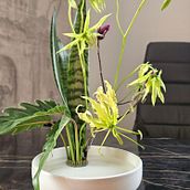 Tension and Grace. Decoration, Floral, Plant Design, Interior Decoration & Interior Design project by Cristian Carapet - 04.17.2025