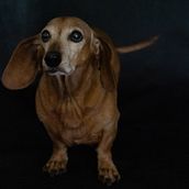 Manila, Riggo y Tlacuache.. Photograph, Studio Photograph, Portrait Photograph, Lifest, le Photograph, Documentar, Photograph & Interior Photograph project by vuikeyeseb - 04.20.2025