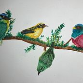 Aves en acuarela. Un projet de Illustration traditionnelle, Aquarelle et Illustration naturaliste de valentinapuentes725 - 21.04.2025