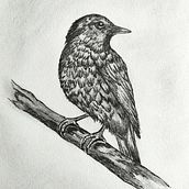 Arte en blanco y negro. Desenho, Ilustração tradicional, Desenho a lápis, Vídeo, e Desenho realista projeto de paloma_vilches - 22.04.2025