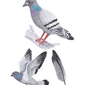 Mi proyecto del curso: Ilustración científica de animales en acuarela. Un projet de Dessin, Illustration traditionnelle, Illustration naturaliste , et Aquarelle de Daniel Pinchete Nebreda - 24.04.2025