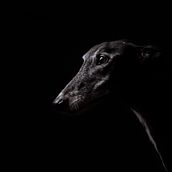 Darwin, el galgo. Un proyecto de Fotografía de diadenyscorveas - 30.04.2025