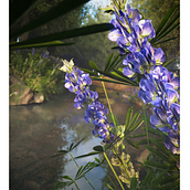 Creacion de Paisaje Naturaleza Realista C4D Y Octane Render. 3D, 3D Design, 3D Modeling, Art Direction, Concept Art, and Naturalistic Illustration project by Mija - 05.08.2025