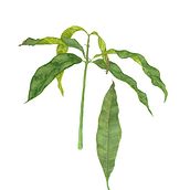 Botanical illustration and a stationery set. Fine Arts, Drawing, Traditional illustration, Painting, Watercolor Painting, and Botanical Illustration project by Sofia P. - 05.08.2025