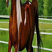 CABALLOS. Un projet de Illustration traditionnelle, Illustration numérique, Photographie, Créativité, Postproduction photographique, Photographie numérique, Photographie de portrait, Retouche photographique , et Photographie artistique de LIC. OMAR RAMÍREZ MONTERO - 08.05.2025