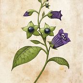 Final Project: Belladonna. Digital Illustration, Digital Painting, Drawing, Traditional illustration, Naturalistic Illustration, and Realistic Drawing project by Nicola McIntosh - 05.13.2025