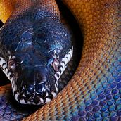 Generador de password en Python . % Yonuery de la Cruz E. tarafından hazırlanan Programlama, Web Geliştirme, CSS, HTML, JavaScript, Oyun Geliştirme, Ve Uygulama Geliştirme projesi - 05.15.2025