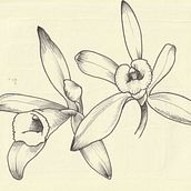 Concevoir un tatouage végétal. Botanical Illustration, Digital Illustration, Traditional illustration, and Tattoo Design project by Canelle - 05.20.2025