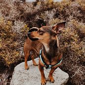 Coco y la playa . Photograph, Portrait Photograph, Lifest, le Photograph, Instagram Photograph, Documentar, and Photograph project by naylenp - 05.21.2025