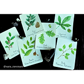 Tree Oracle Cards. Projekt z dziedziny Trad, c, jna ilustracja i Malowanie akwarelą użytkownika Sara - 29.05.2025