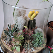 Terrarium. Un proyecto de Decoración de interiores, Diseño de interiores, DIY, Paisajismo, Diseño floral y vegetal de peggyvanzetten - 08.06.2025