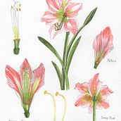 Ilustración botánica flor SUEGRA-NUERA Ein Projekt aus dem Bereich Bildende Künste, Zeichnung, Traditionelle Illustration, Malerei, Aquarellmalerei und Botanische Illustration von Carmen DH - 08.06.2025