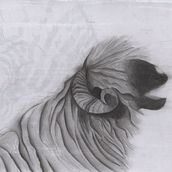 Desenho naturalista de animais com lápis grafite: Churra. Drawing, Traditional illustration, Naturalistic Illustration, and Pencil Drawing project by Natalia Silva - 06.09.2025
