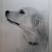 Breeze and Ruffles. Drawing, Fine Arts, Portrait Drawing, Pencil Drawing, Realistic Drawing, and Artistic Drawing project by Lisa Dunne - 06.10.2025