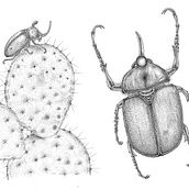 Lámina entomológica de Golofa pizarro . Un progetto di Illustrazione naturalistica e Disegno di Nelli Ponikenusz - 12.06.2025