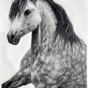 Wild Heart. Un proyecto de Dibujo, Bellas Artes, Ilustración naturalista				, Dibujo a lápiz y Dibujo realista de Michelle Esterhuizen - 22.06.2025