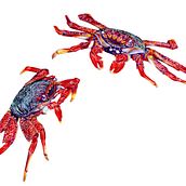 Sally Lightfoot Crab. Naturalistic Illustration project by Carlota Sousa - 06.23.2025