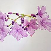 Meriania Nobilis - Andina. Ilustração botânica, e Pintura em aquarela projeto de andresbernalcol - 29.06.2025