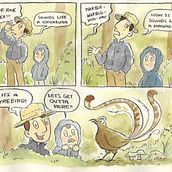 The Lyrebird Surprise Ein Projekt aus dem Bereich Comic, Traditionelle Illustration, Stor, telling, Stor, board und Aquarellmalerei von Jason Rodgers - 30.06.2025