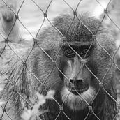 Catturato. Un progetto di Fotografia e Fotografia documentaria di Tulio Melo - 30.06.2025