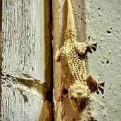 Der Wächter der Mauer Ein Projekt aus dem Bereich Außenfotografie und Digitalfotografie von katyraka - 30.06.2025