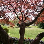 Intertwined tree . Photograph project by Christina Smetanski - 06.30.2025
