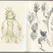 whimsical creatures. Un proyecto de Dibujo, Ilustración naturalista				, Dibujo a lápiz, Sketchbook y Pintura a la acuarela de elliot_13 - 02.07.2025