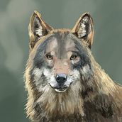 Lobo  . % Boris Torres tarafından hazırlanan Dijital İllüstras, on, Geleneksel illüstras, Ve on projesi - 07.03.2025