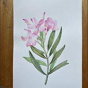 Oleander, mushroom and hydrangea. Botanical Illustration, Fine Arts, Painting, and Watercolor Painting project by alelagunes - 07.03.2025