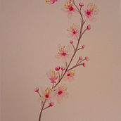 Flor del cerezo en acuarela  Ein Projekt aus dem Bereich Aquarellmalerei und Botanische Illustration von Oriana Malvestiti - 07.07.2025