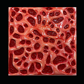 Visceralidade . Seni Rupa, Dan Patung proyek oleh Paulo Araújo - 07.09.2025