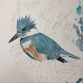 Color Study of Kingfisher. Un projet de Aquarelle de Sara Shoemaker - 09.07.2025