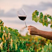 Relato de Marca de Vinos. Een project van Marketing, Stor, telling y Merkstrategie van Ivone Sanchez - 14.07.2025