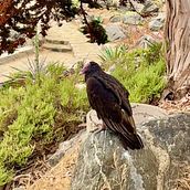 El guardián de Zapallar Ein Projekt aus dem Bereich Schrift und Literarisches schreiben von katyraka - 20.07.2025