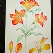 Meu projeto "Aquarela botânica: ilustre a anatomia das flores" . % Deb tarafından hazırlanan Güzel sanatlar, Çizim, Geleneksel illüstras, on, Botanik İllüstras, on, Tablo, Sulubo, Ve a Resim projesi - 07.20.2025