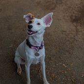 Nala . Un proyecto de Composición fotográfica, Fotografía y Fotografía digital de Andrés Espinoza Mora - 23.07.2025