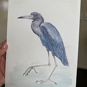 De boa na lagoa. Projekt z dziedziny R, sunek realist, czn, Trad, c, jna ilustracja, Malowanie akwarelą, Ilustracja naturalist i czna użytkownika Viviane Filgueiras - 26.07.2025