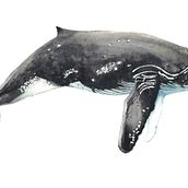 Whales in Watercolour Ein Projekt aus dem Bereich Naturalistische Illustration, Malerei, Aquarellmalerei und Bildende Künste von Upasana Saigal - 06.08.2025