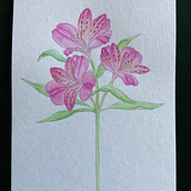 Botanical watercolor Alstroemeria Ein Projekt aus dem Bereich Bildende Künste, Zeichnung, Traditionelle Illustration, Botanische Illustration, Malerei und Aquarellmalerei von Ania - 16.08.2025