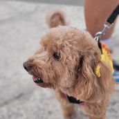 Dolly. Un proyecto de Fotografía con móviles, Fotografía digital, Marketing Digital, Redes Sociales, Mobile marketing, Instagram, Marketing de contenidos, Fotografía para Instagram, Marketing para Instagram, Fotografía Lifest y le de cinttialeitte - 17.08.2025