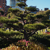 Jardín Japonés . Un progetto di Composizione fotografica, Fotografia e Fotografia digitale di yorkycumana55 - 17.08.2025