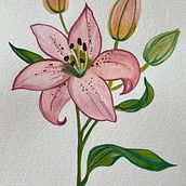 Pink lily botanical . % Livinda Christy Monica tarafından hazırlanan Güzel sanatlar, Çizim, Geleneksel illüstras, on, Botanik İllüstras, on, Tablo, Sulubo, Ve a Resim projesi - 08.19.2025