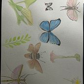 Proyecto Curso Ein Projekt aus dem Bereich Botanische Illustration, Traditionelle Illustration, Naturalistische Illustration, Sketchbook und Aquarellmalerei von Mirna Jahaziel Davis Osuna - 24.08.2025