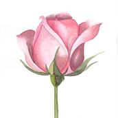 Rosa. Ilustração tradicional, e Desenho projeto de Maricarmen Santiago - 01.09.2025