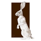 A series of wildlife sketches in pen and ink Ein Projekt aus dem Bereich Zeichnung, Illustration mit Tinte, Naturalistische Illustration und Skizzenentwurf von Cher Cowan - 09.09.2025