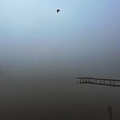 The Mole Bird. Writing project by Let - 09.09.2025