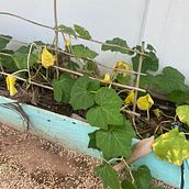 Siembra regenerativa. Arts, and Crafts project by Michelle Rodriguez - 09.19.2025