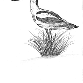 „Recurvirostra avosetta“ or Säbelschnäbler in german. Un projet de Dessin, Dessin réaliste, Illustration traditionnelle et Illustration naturaliste de Max Bassfeld - 22.09.2025